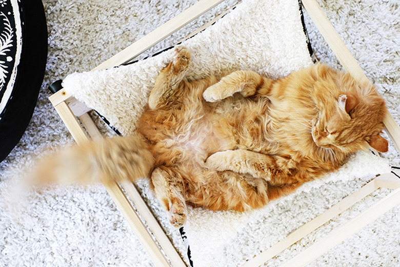 Cat Hammock