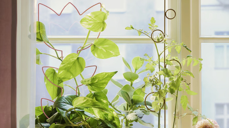 Flower-shaped and rounded trellises supporting plants near a window