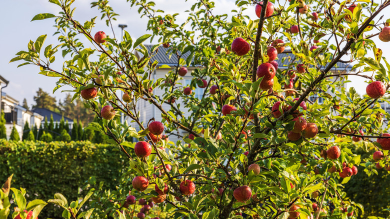 an apple tree with fruit on the branches
