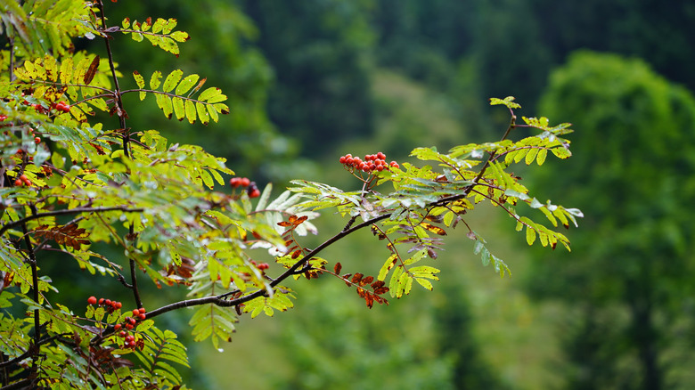 berries grow on a mountain ash tree