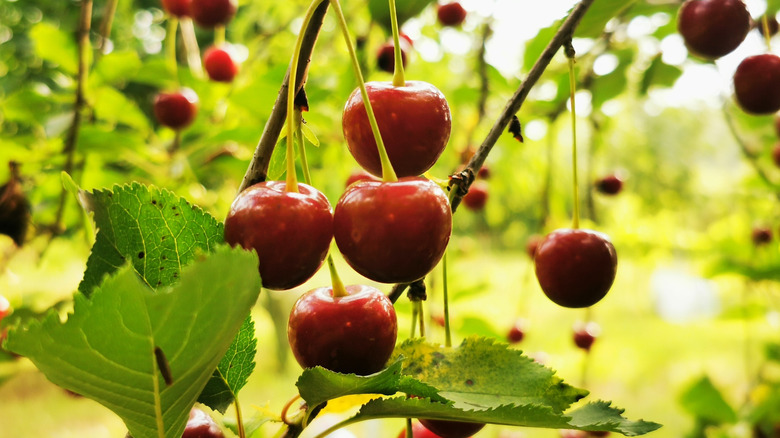 cherries growing on a cherry tree