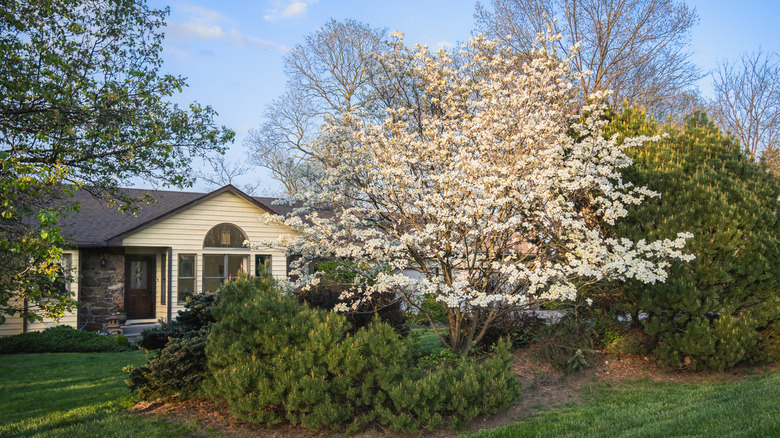a dogwood tree blooms in front of a house