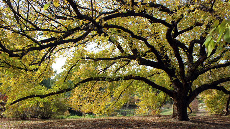 an American elm with green and yellow foliage
