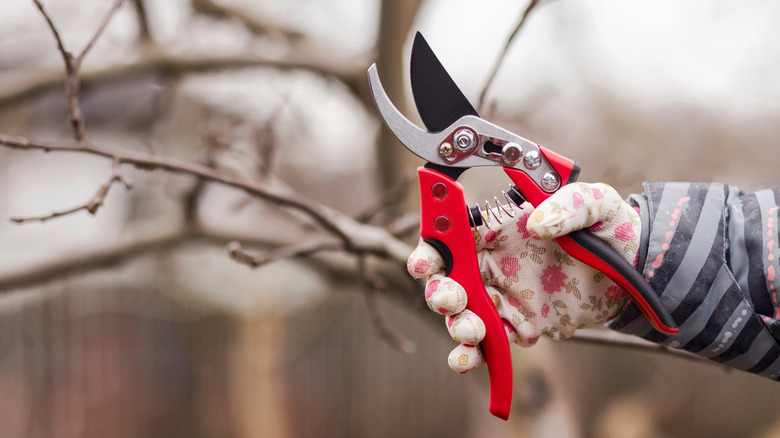 a hand holds pruning shears