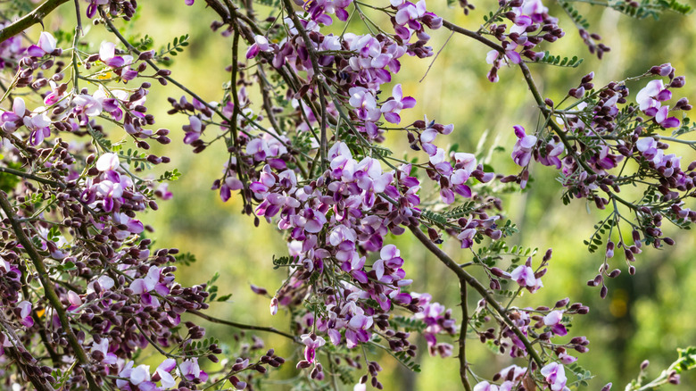 purple blossoms on desert ironwood tree