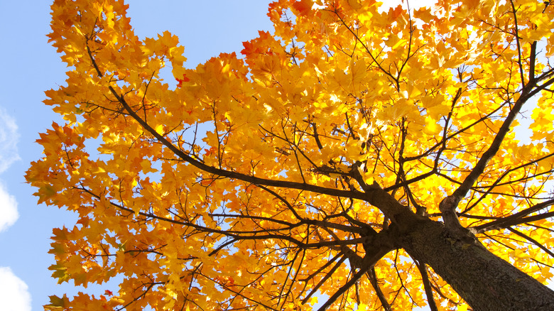 a maple tree in fall