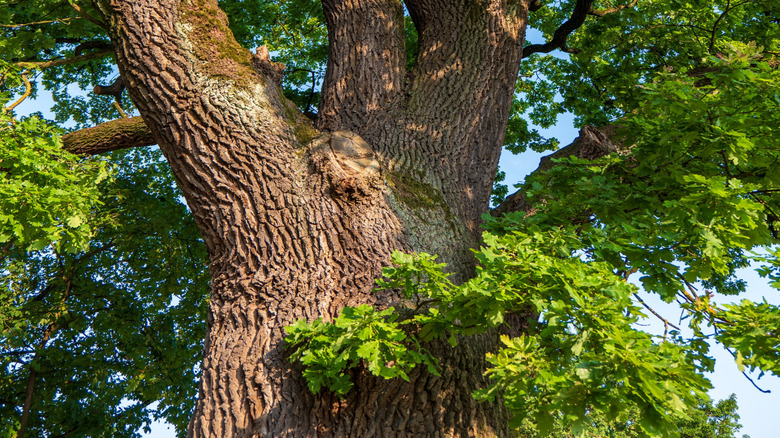an oak tree on a sunny day