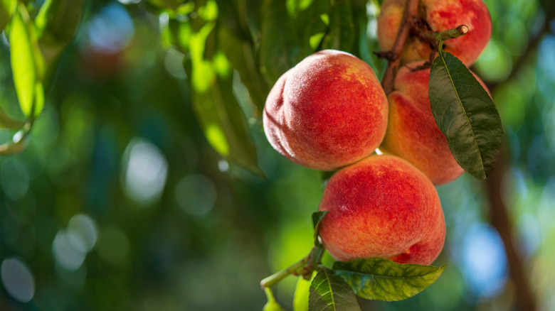 fruit grows on a peach tree