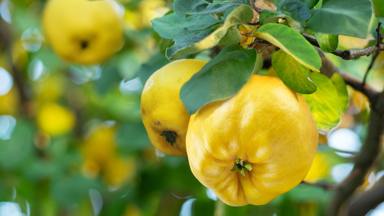ripe quince fruit on the branch