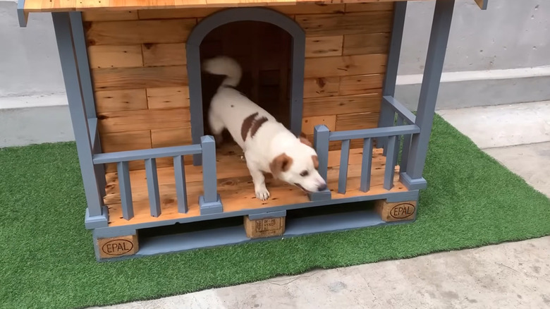 Dog exiting a doghouse made of pallet wood