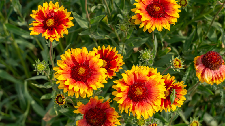 Red and yellow blanket flowers blooming in a yard