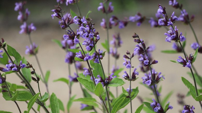 Small purple flowers of common sage in bloom