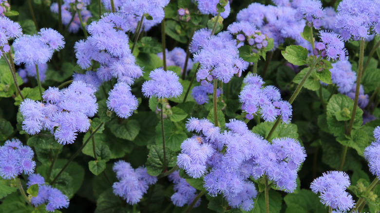 Blue floss flowers blooming in a garden