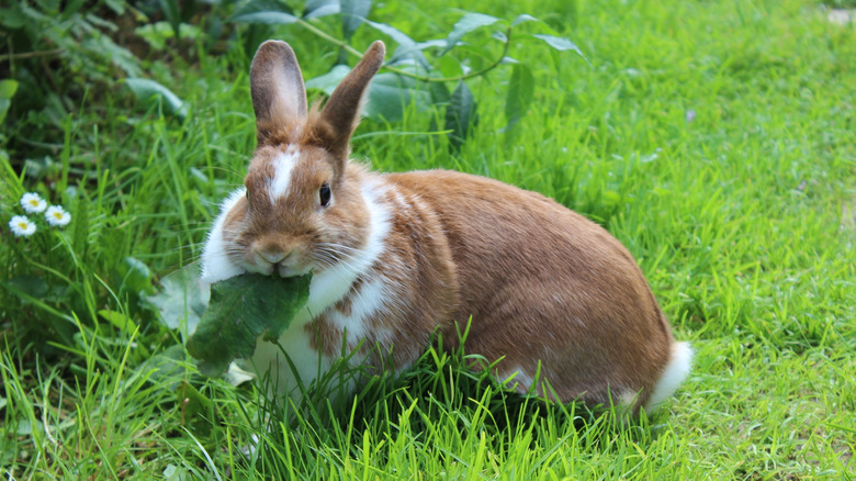 A white and brown chewing on a leaf in a garden