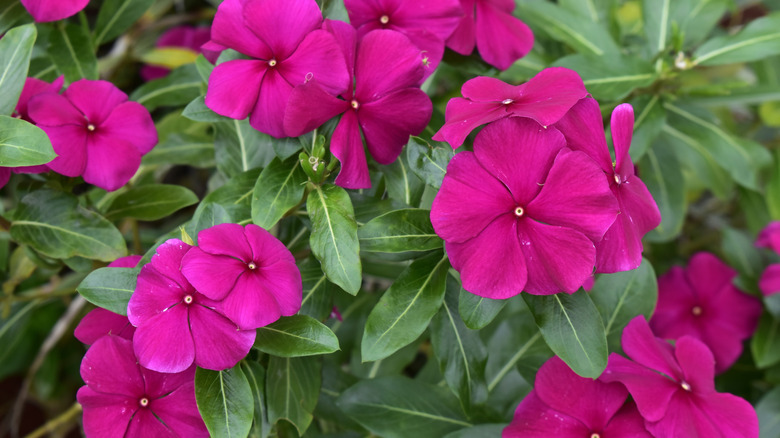 Bright pink flowers of Madagascar periwinkle in bloom