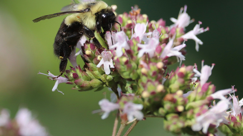 Bee drinking nectar from pale pink oregano flowers