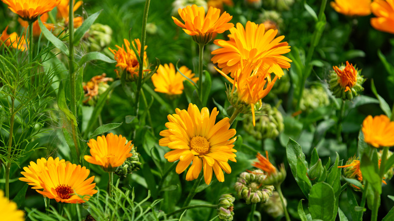Orange flowers of pot marigold in bloom