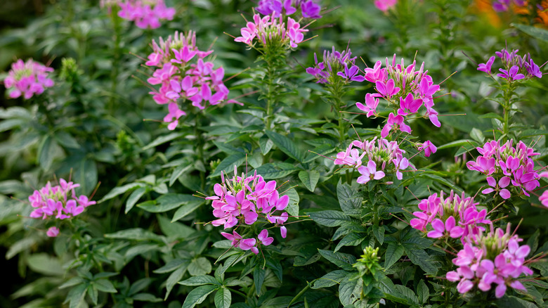 Pink spider flowers blooming in a garden