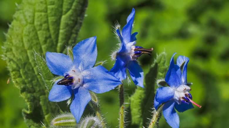 Blue starflowers in bloom and receiving sunlight