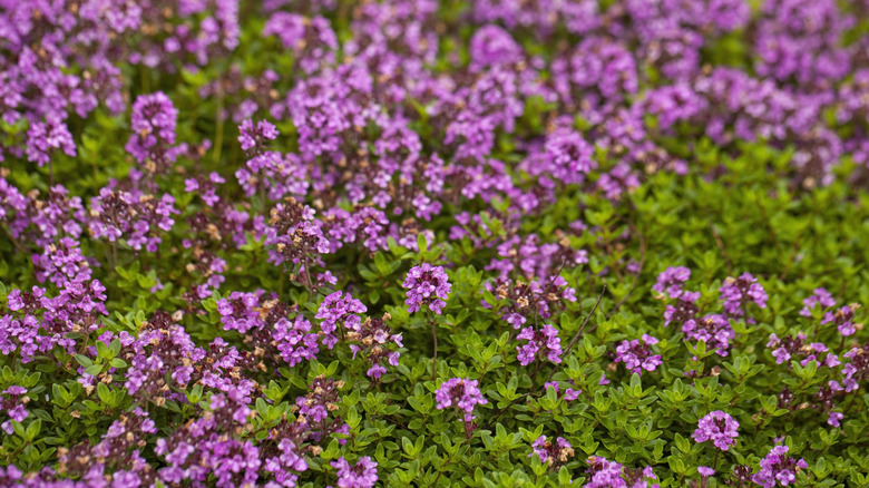 Purple thyme flowers blooming in a garden