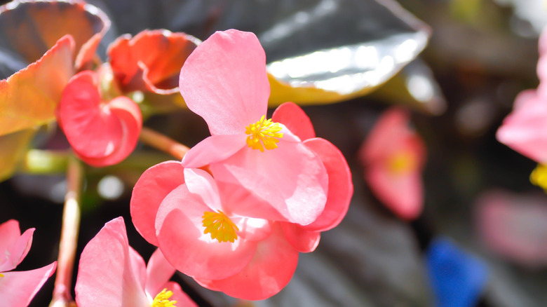 Pink and pitch flowers of wax begonia in bloom