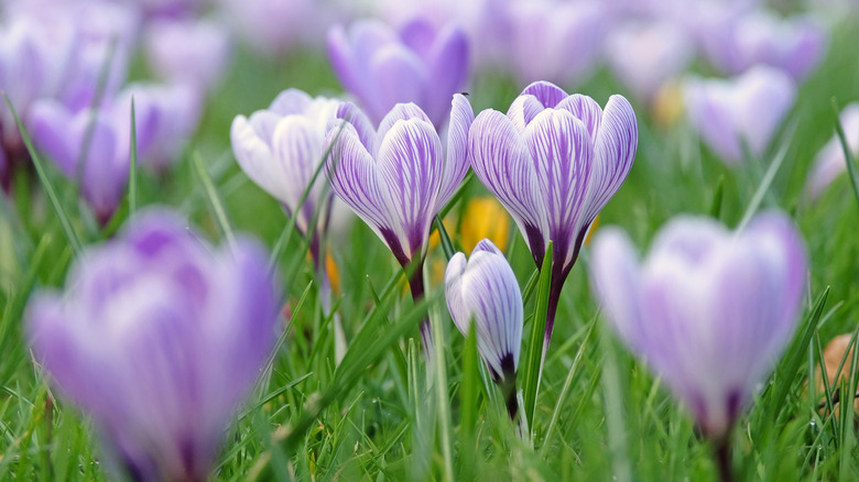 purple and white crocus flowers