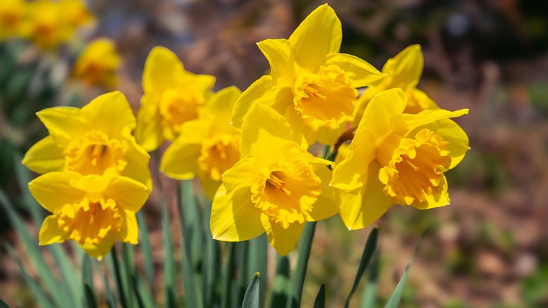 yellow daffodil flowers
