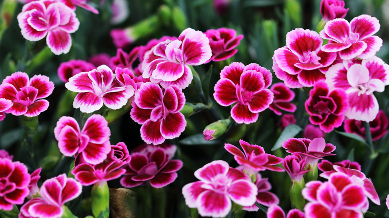 small pink, red, and white dainthus flowers