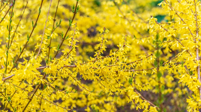 a forsythia bush in full bloom