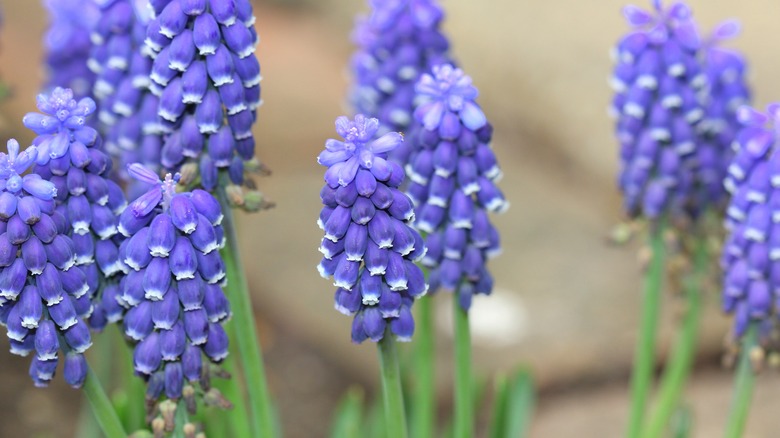 grape hyacinth flowers in bloom