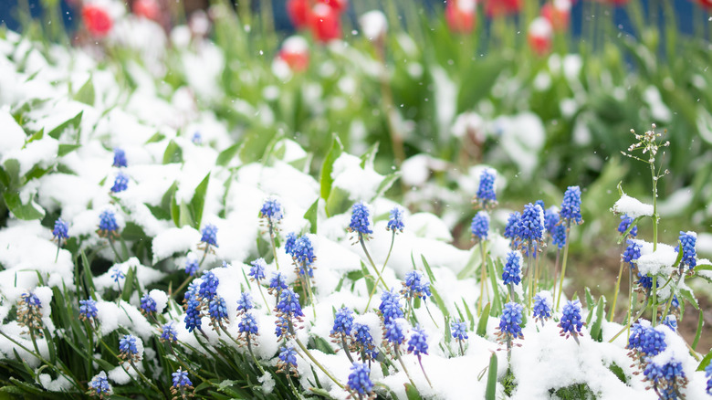 grape hyacinths and tulips covered in snow