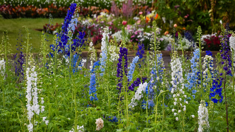 white and blue larkspur flowers