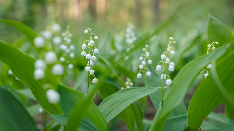 lily of the valley flowers
