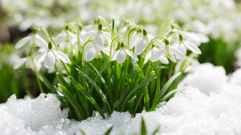 snowdrops blooming in the snow