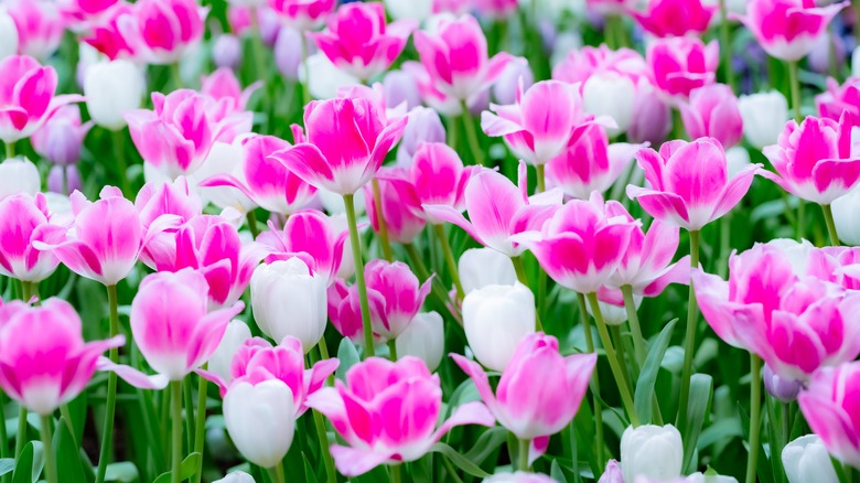 pink and white tulips
