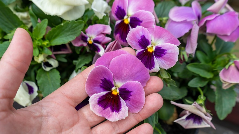 a person holding pink and purple viola flowers