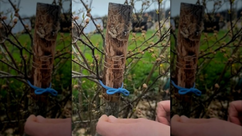 A woman tying a plant to a support using a piece of an old shirt