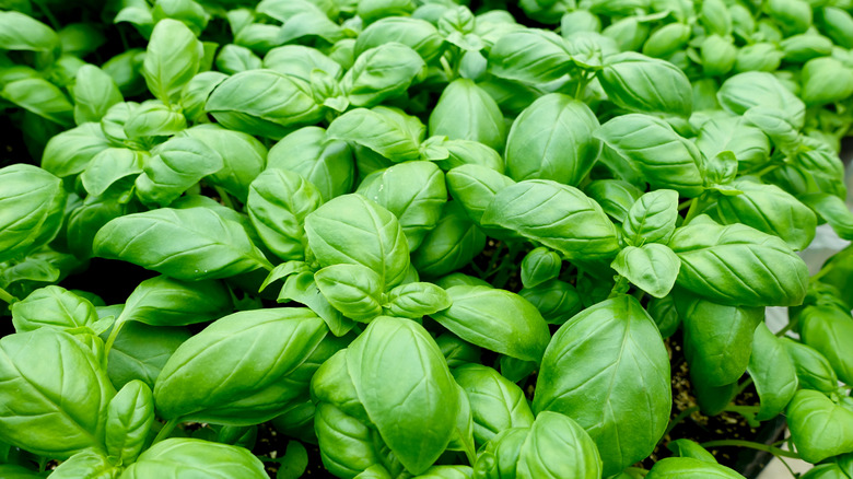 basil plants