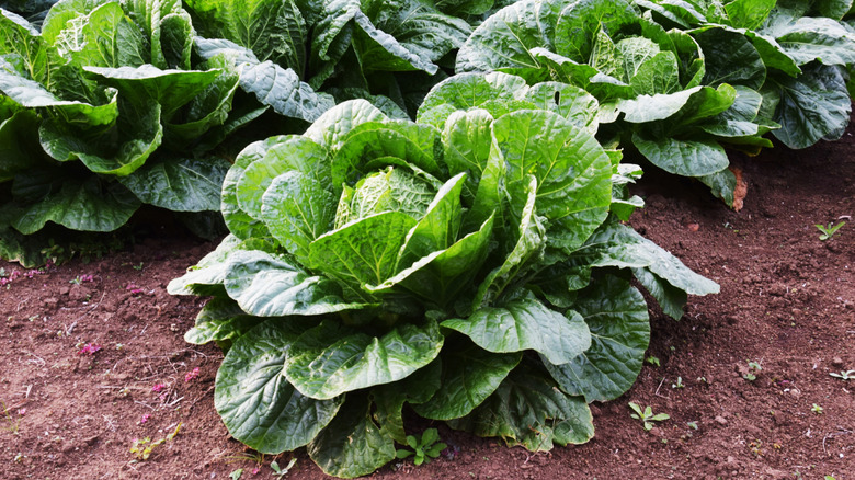 cabbage growing in garden