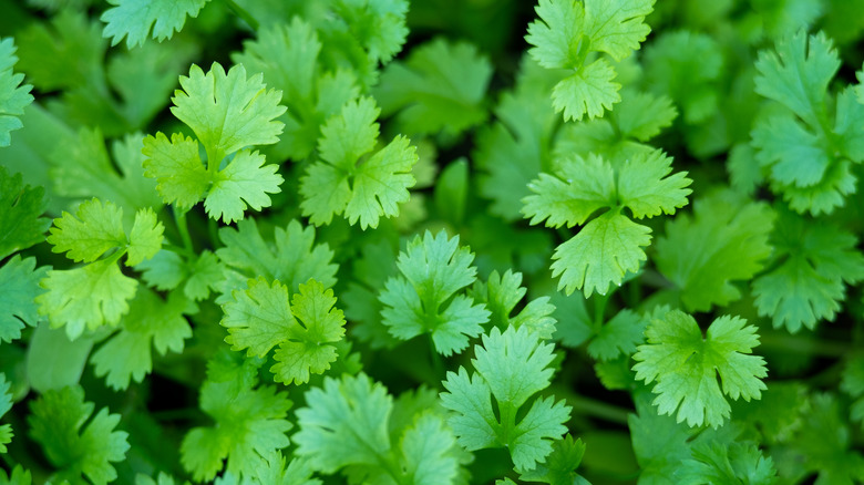 cilantro growing in garden