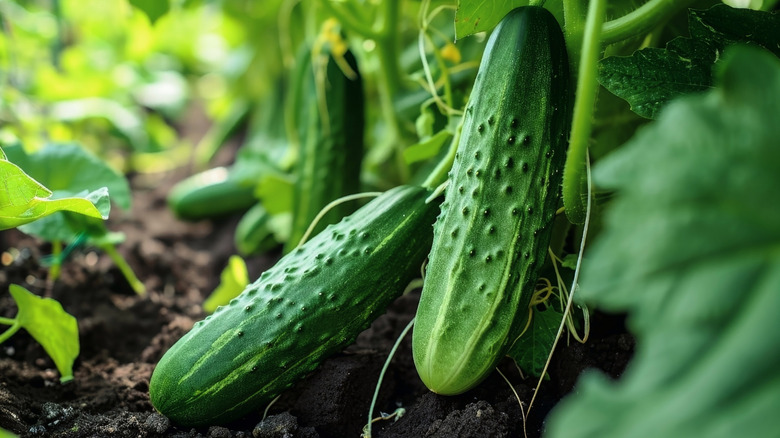 cucumbers growing in garden
