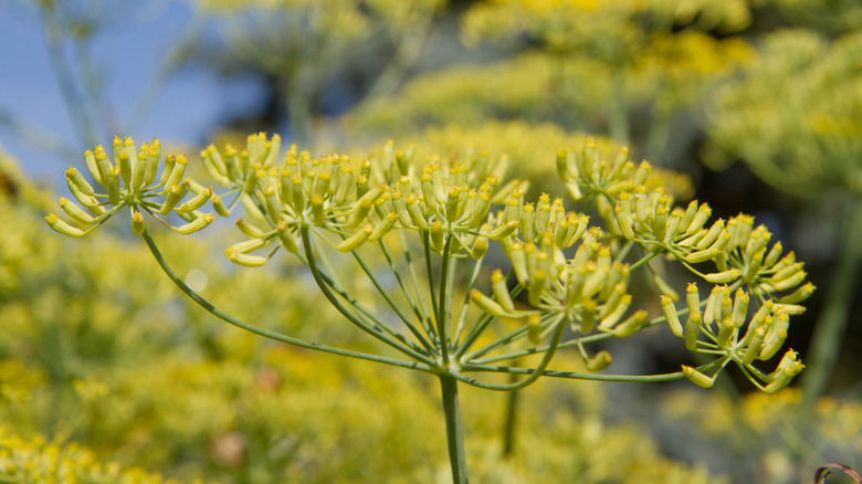 fennel growing in garden