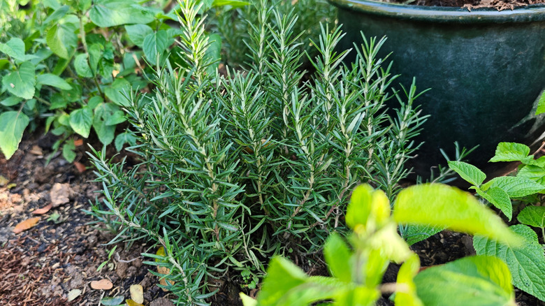 rosemary plant in garden