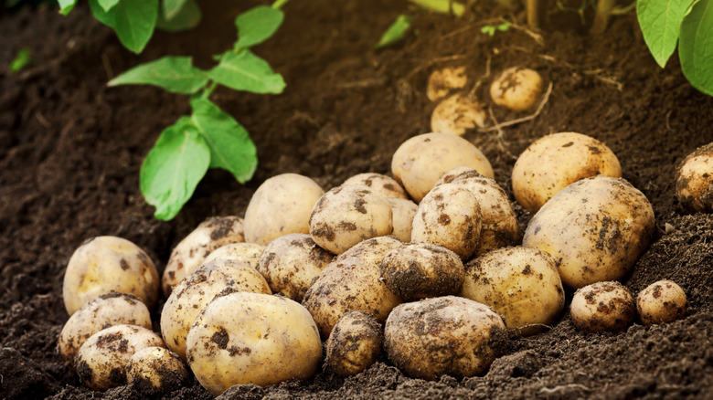 potatoes in garden