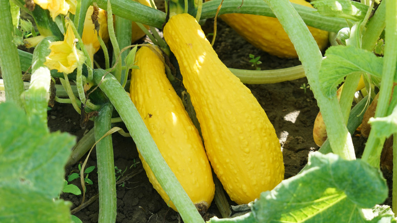 squash growing in garden