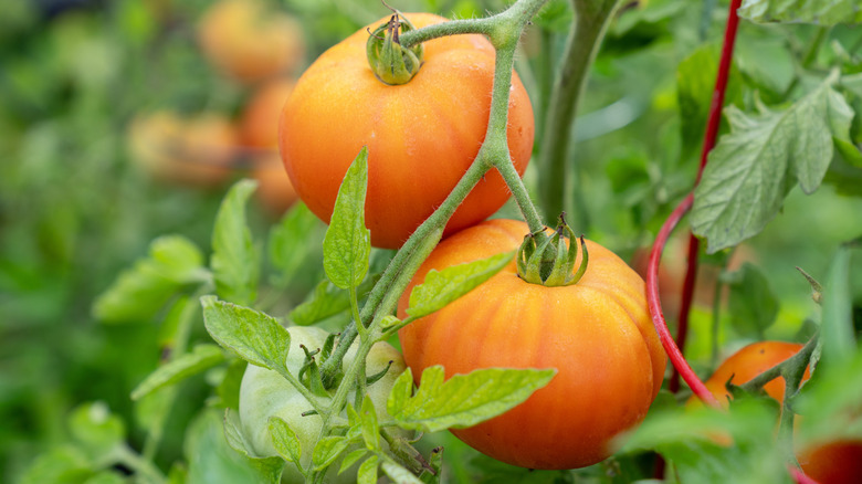 tomatoes growing in garden