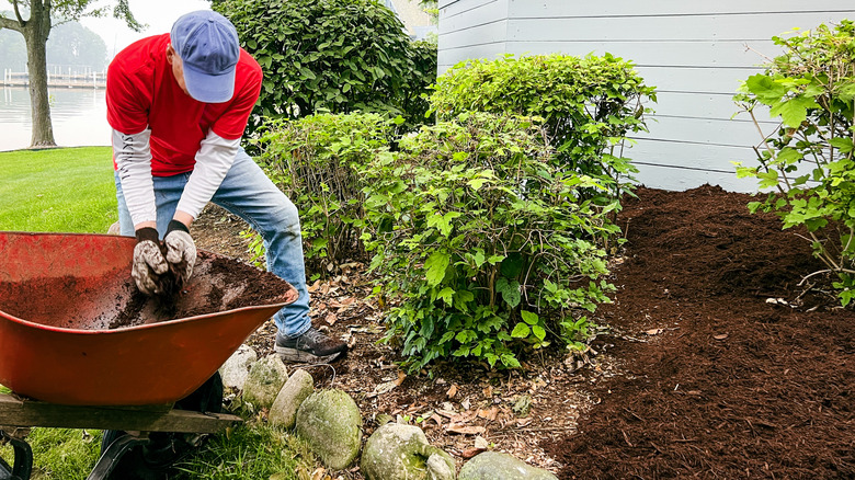 A man throws brown mulch into a bed
