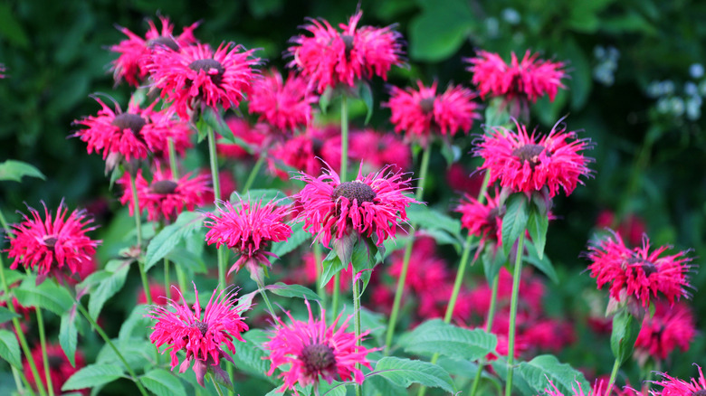 pink bee balm blooming in the garden