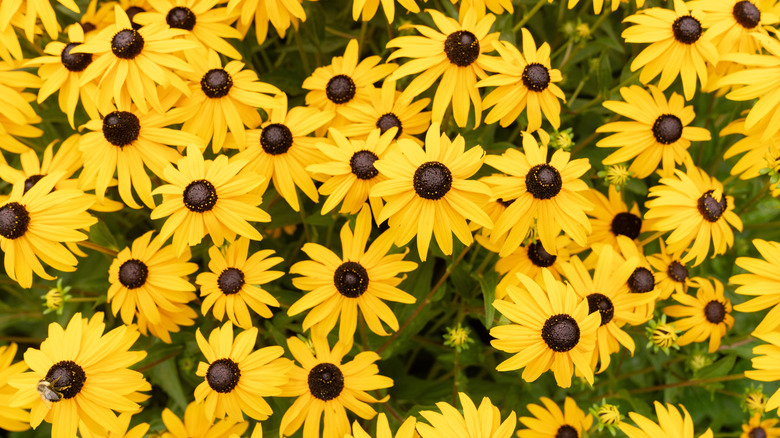 black-eyed Susan flowers blooming in the garden