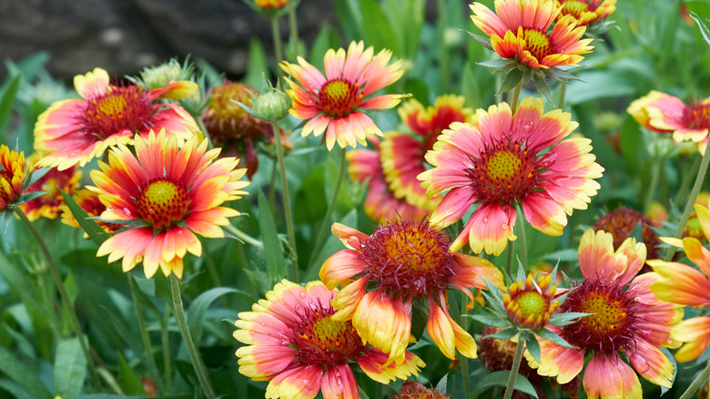 blanketflower blooming in the garden